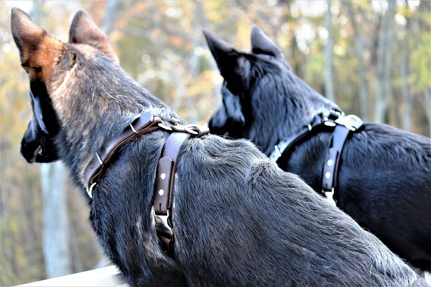 double ring dog harness