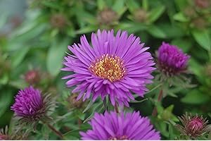 GREEN PROMISE FARMS Aster novae-angliae 'Purple Dome' (New England Aster) Perennial, purple flowers, #2 - Size Container