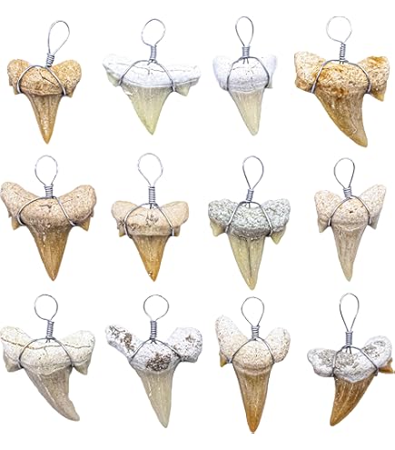 Fossilised Otodus Shark Tooth Extra Large FST4