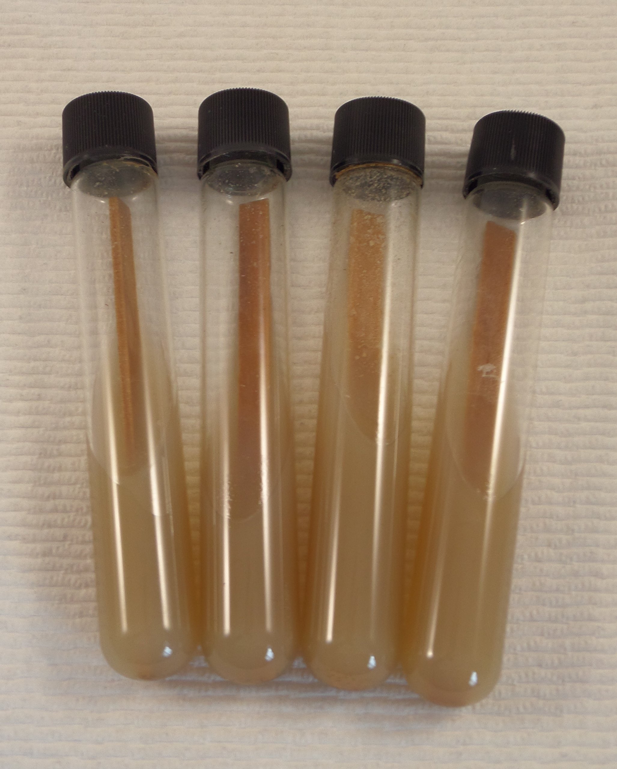 Forest Organics PrePoured (MYA) Malt Yeast Agar Test Tube Slants For