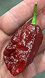 Chocolate Bhutlah Heirloom Pepper Premium Seed