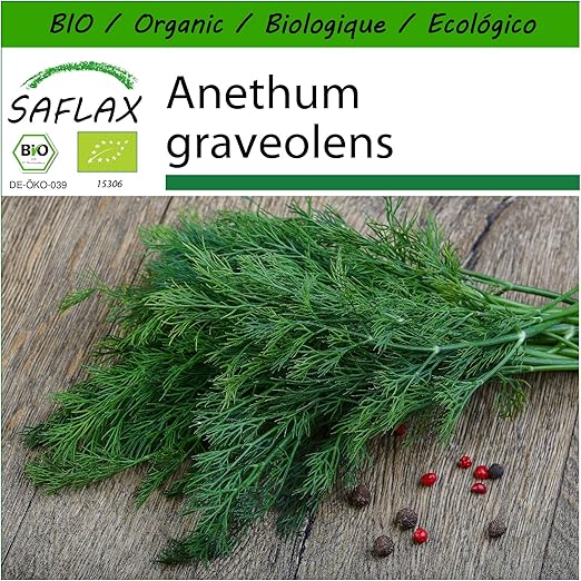 SAFLAX - Ecológico - Eneldo - 700 semillas - Anethum graveolens ...