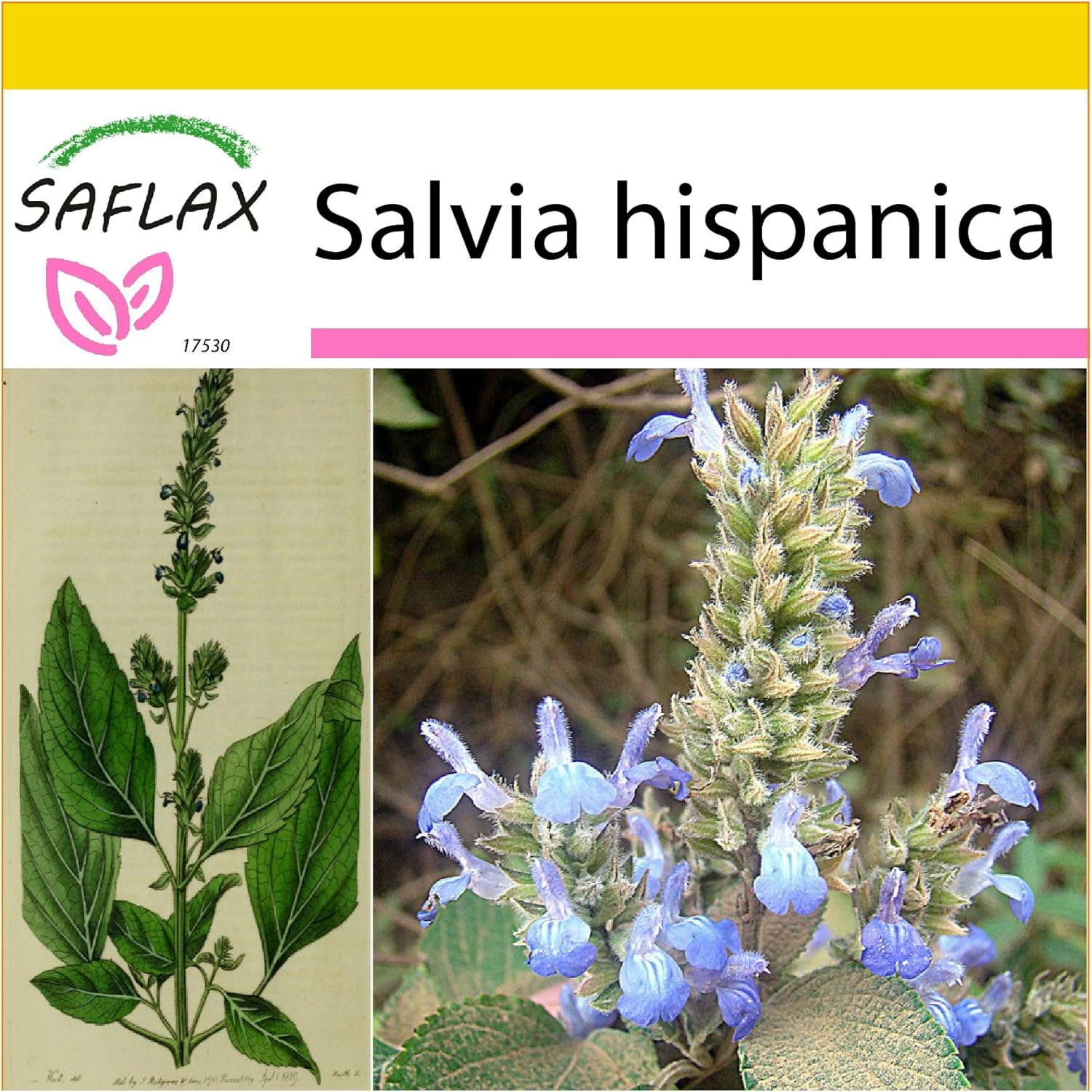 SAFLAX - Set de cultivo - Chía - 500 semillas - Salvia ...