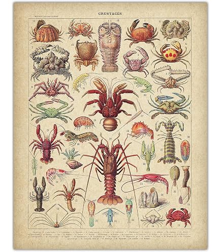 Amazon.com: French Crustaceans - Crustaces - Crustaceancore