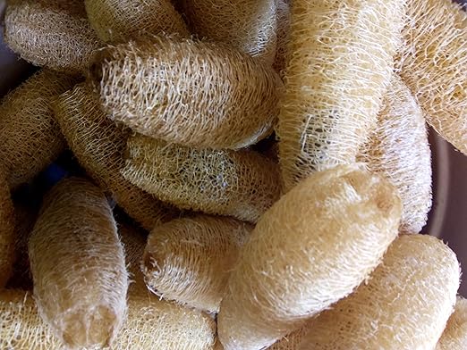 Vaibhav Natural Loofah for Body Bath Scrubber(10 Pieces, 4 Cm to 10 Cm)
