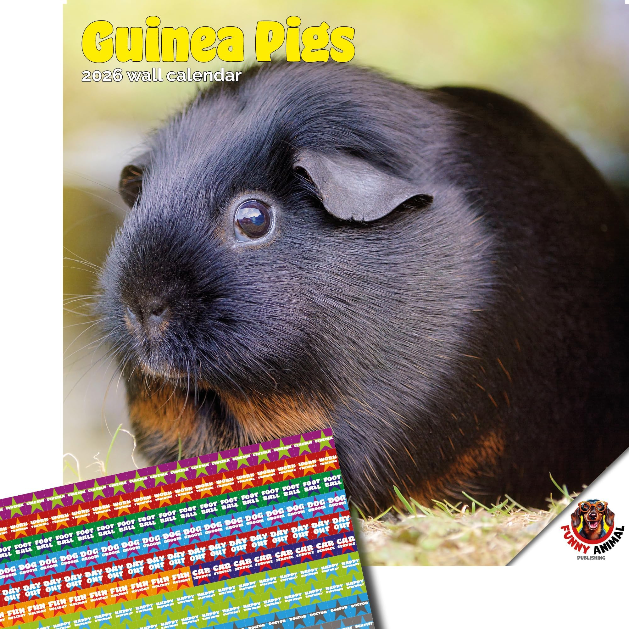 Dayplanner Publishing Guinea Pig Calendar 2026, Large Square Wall Calendar With Organisational Stickers, 16 Month, Guinea Pig Gift Animal Calendar