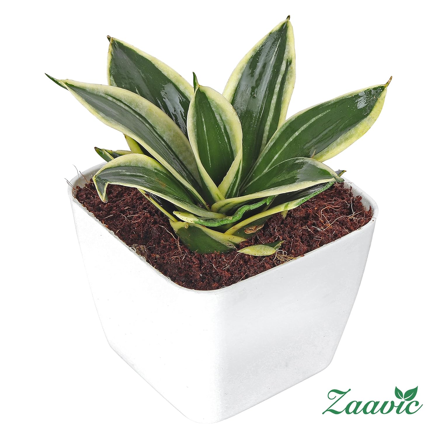 Zaavic Yellow Snake Plant with White Plastic Small Pot Amazon.in
