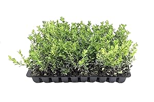 FLORIDA FOLIAGE Japanese Boxwood - 10 Live Plants - 2" Pot Size - Buxus Microphylla - Fast Growing Cold Hardy Formal Evergreen Shrub