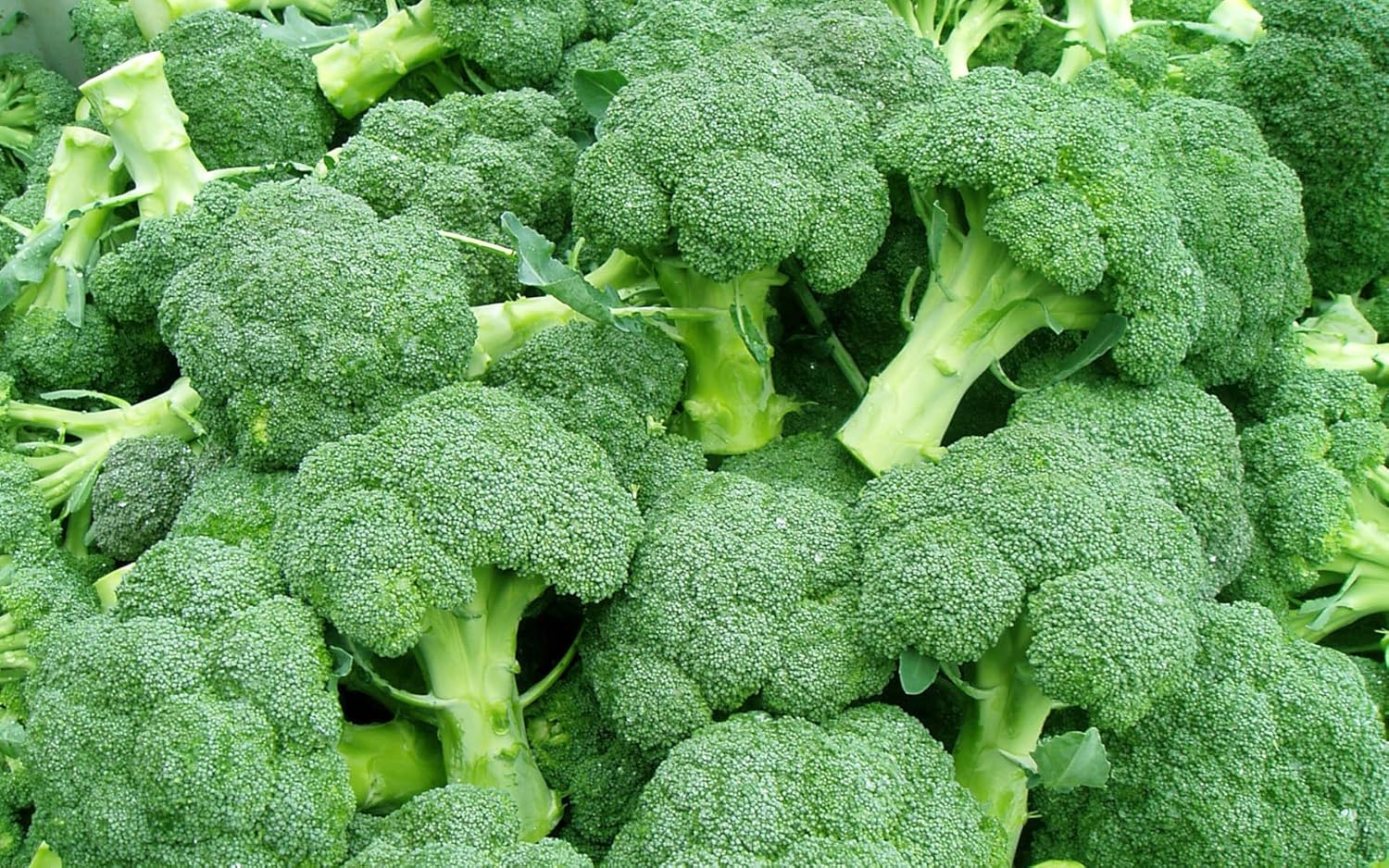 Go Green Broccoli Hybrid Super Majestic Green Calaberese Seeds (Pack of