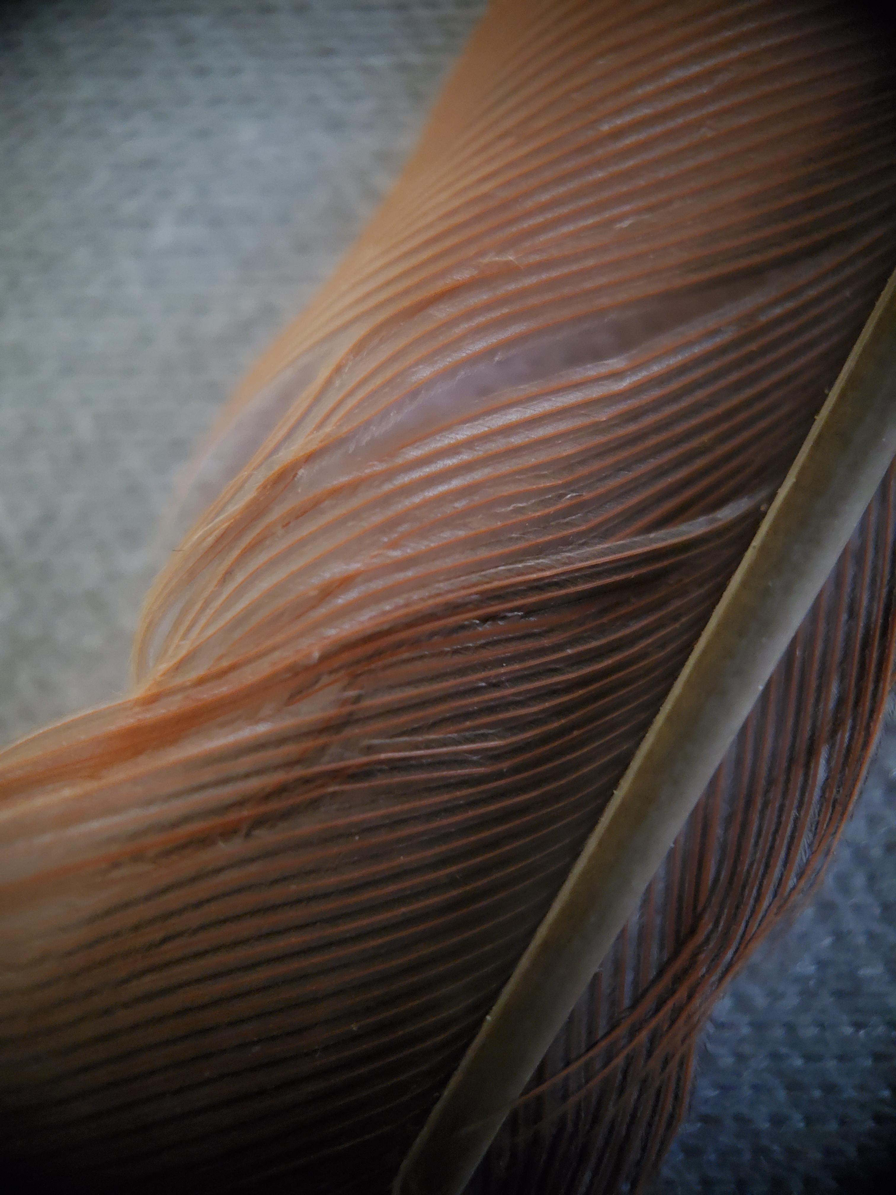 This Microscope Lens is EPIC!!!