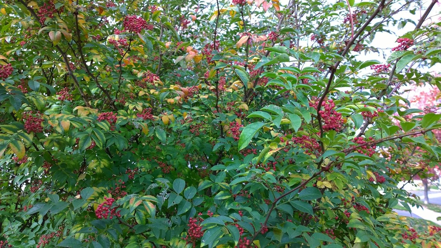 Zanthoxylum simulans SZECHUAN PEPPER Seeds! Trees Home