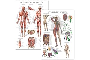 Palace Learning 2 Pack - Muscular System Anatomical Poster + Lymphatic System Anatomy Chart (Laminated, 18" x 24")