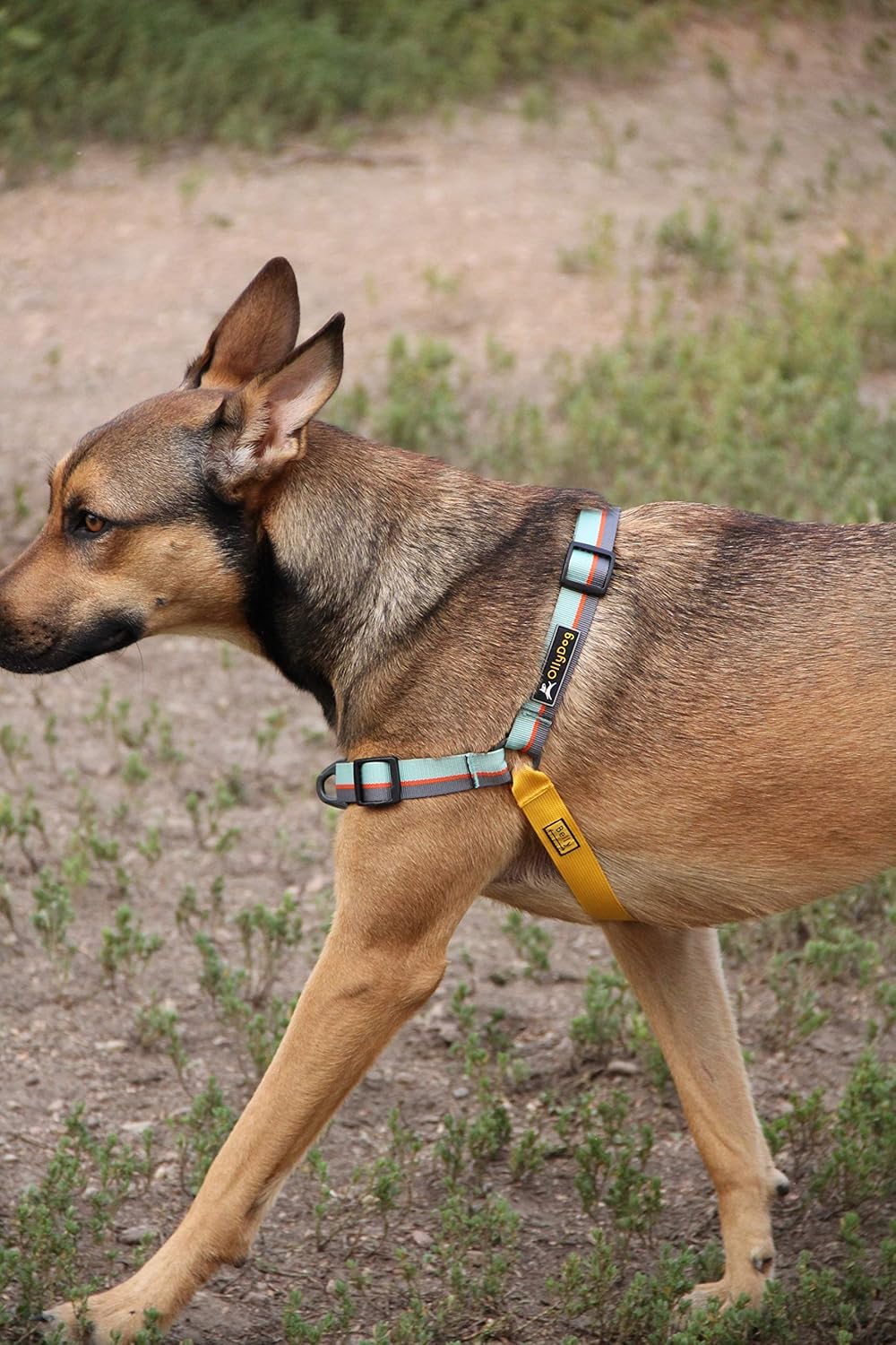 OllyDog Essential Harness with Adjustable Leash Combo Set, Surf, Small Pet Supplies