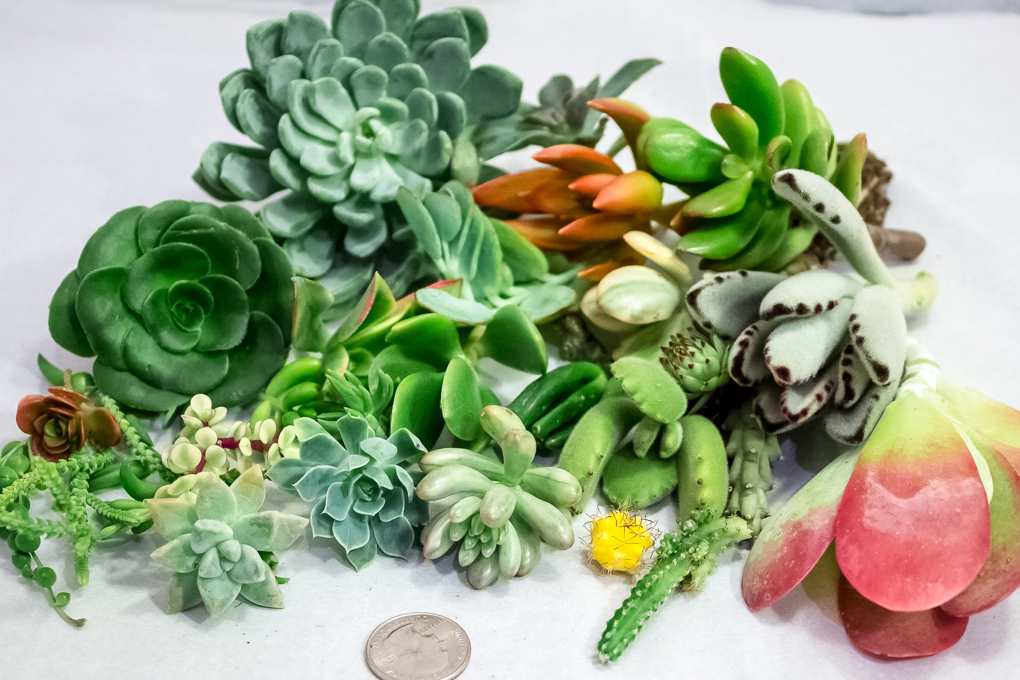 Fat Plants San Diego Small Succulent Cuttings Packages Buy Online in