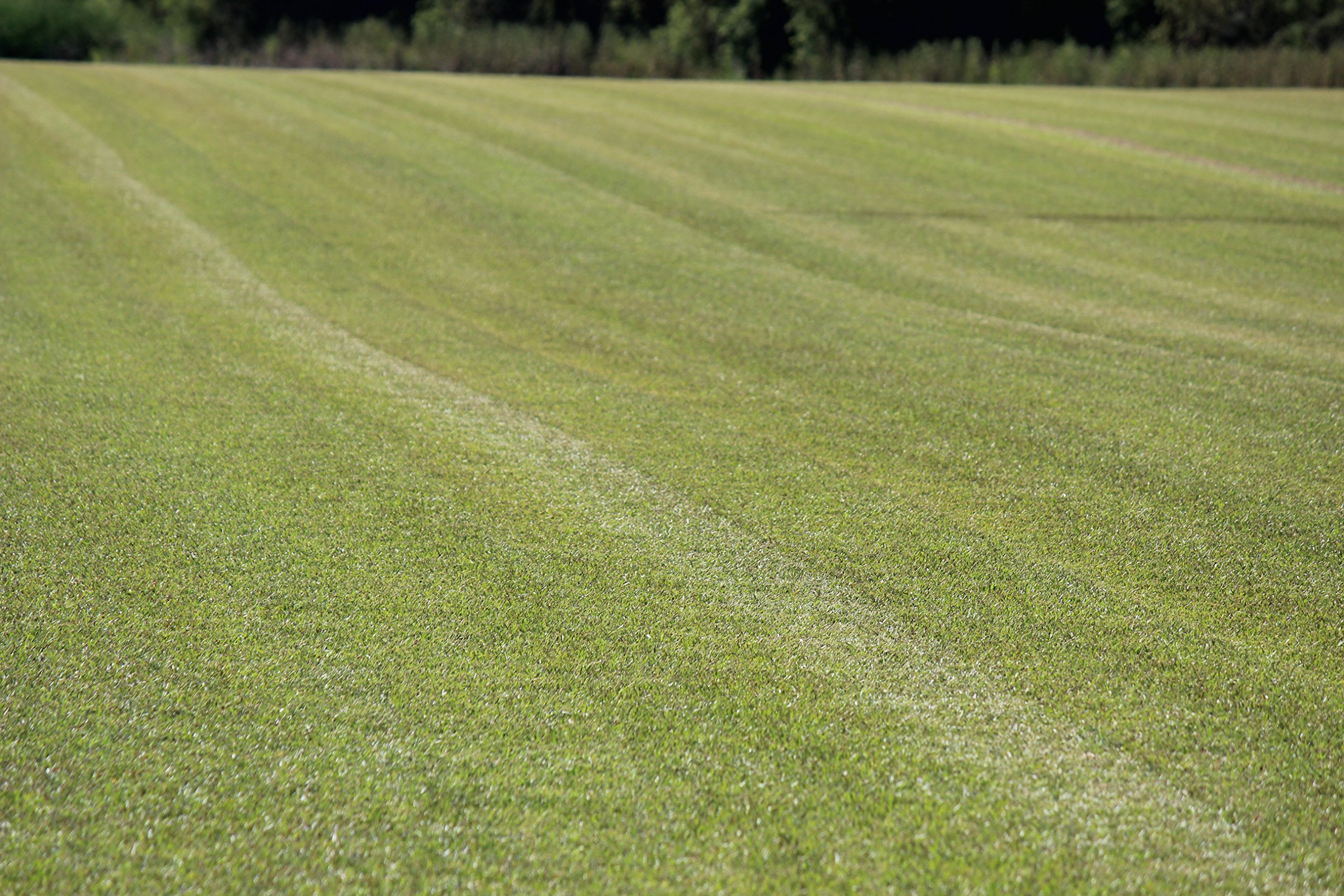 Centipede Grass Seed for a Dense Green Lawn, 1 lb Coated Seeds, Sun and