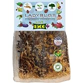 Clark&amp;Co Organic 1500 Live Ladybugs - Good Bugs for Garden - Pre-Fed Hippodamia Convergens for Insects - Guaranteed Live Delivery!