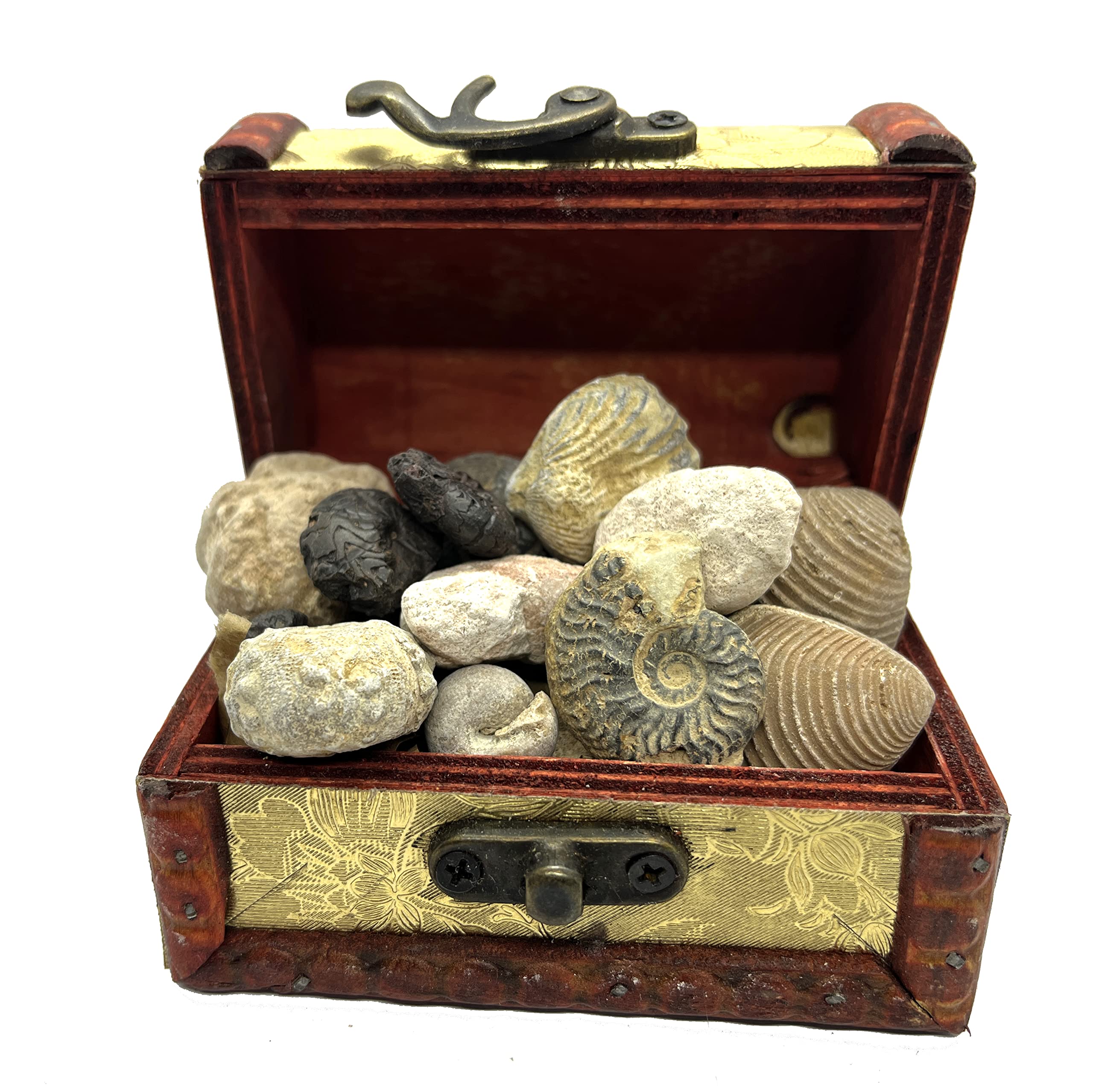 Jurassic Jacks Fossil Gift Set Real Mosasaur Tooth, Trilobite, Ammonites, Dinosaur Bone, Prehistoric Paleontology STEM Collection