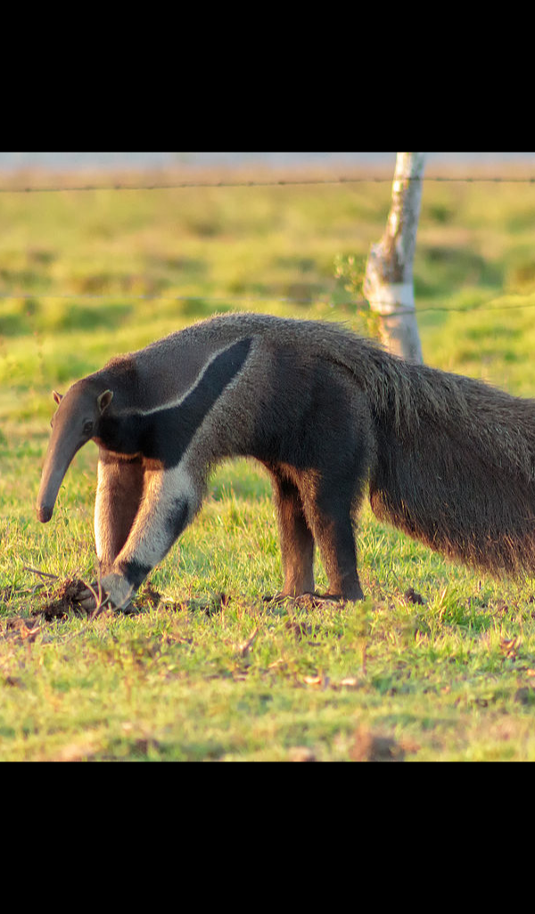 giant anteater Wallpaper &ndash; HD Wallpapers of giant anteater!:Amazon.ca