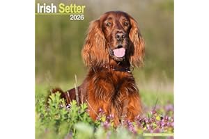 Irish Setter 2026 Calendar | Square Wall Calendar | Dog Breed Gift | Plastic Free Packaging | by Avonside Publishing