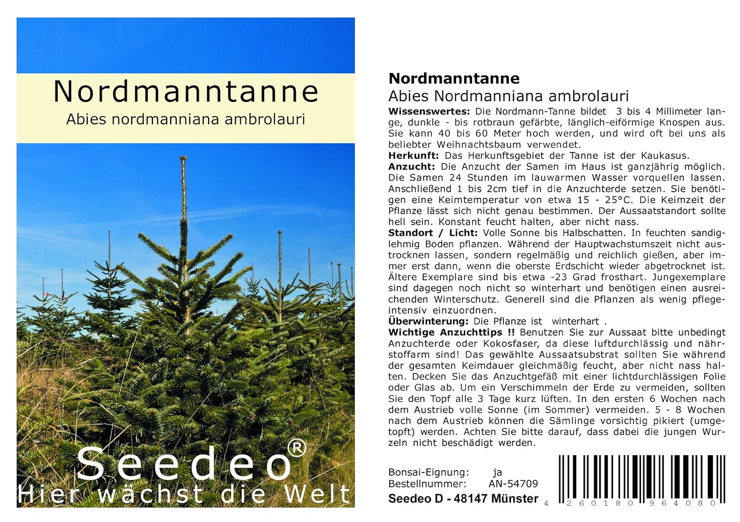 Seedeo Nordmann Fir Tree Abies Nordmanniana Ambrolauri 20 Seeds