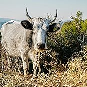 Fotocamera Sony Alpha 7 III Mirrorless Full-Frame + Obiettivo SELP-18105G 18-105mm F4 PowerZoom - Kit Professionale - Foto 3