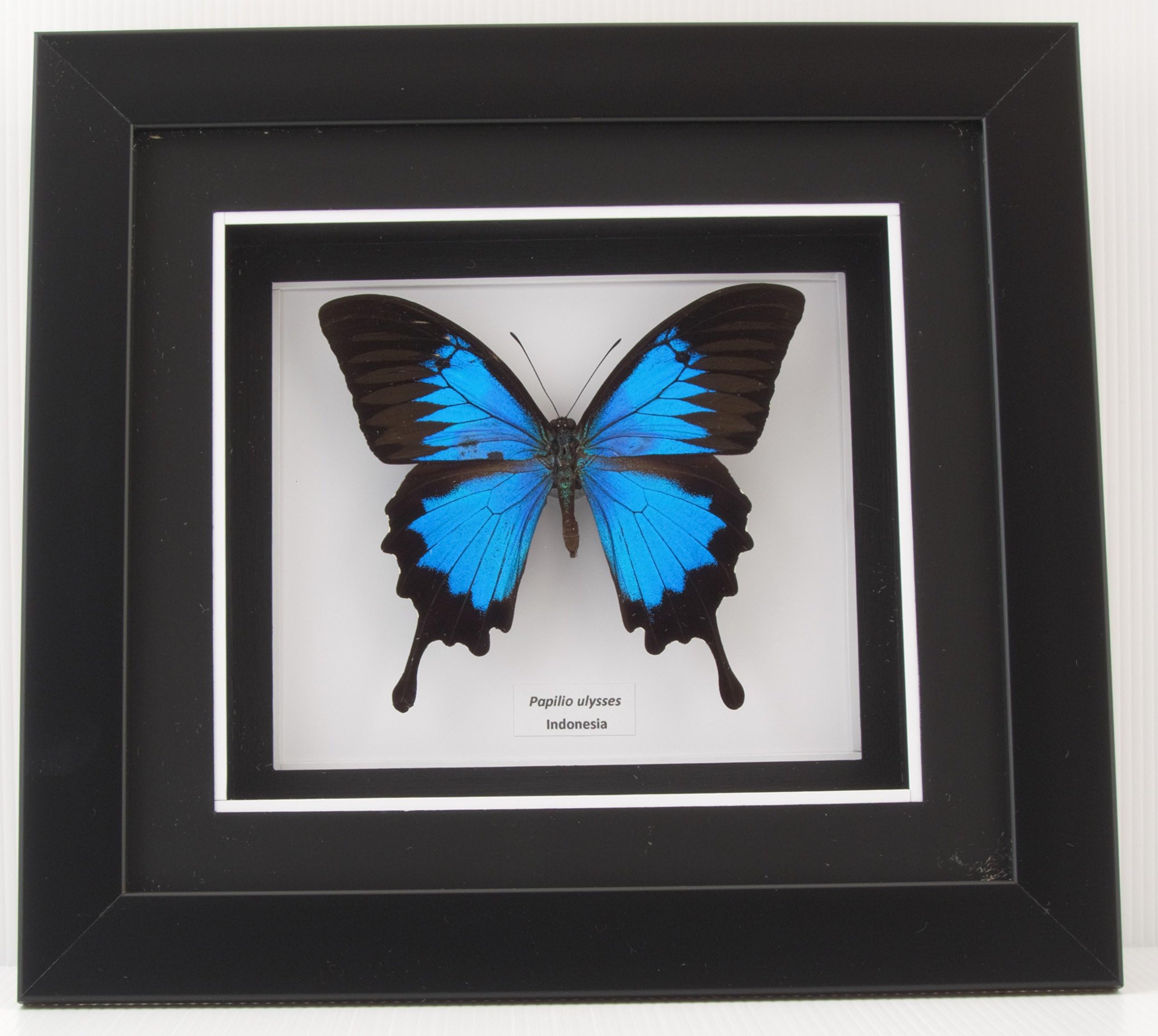 Brave Wings Papilio ulysses (Blue Mountain Swallowtail) - OOAK Home Decor Wall Decoration Taxidermy Butterfly Mounted in Matted Poly Frame Flat A2