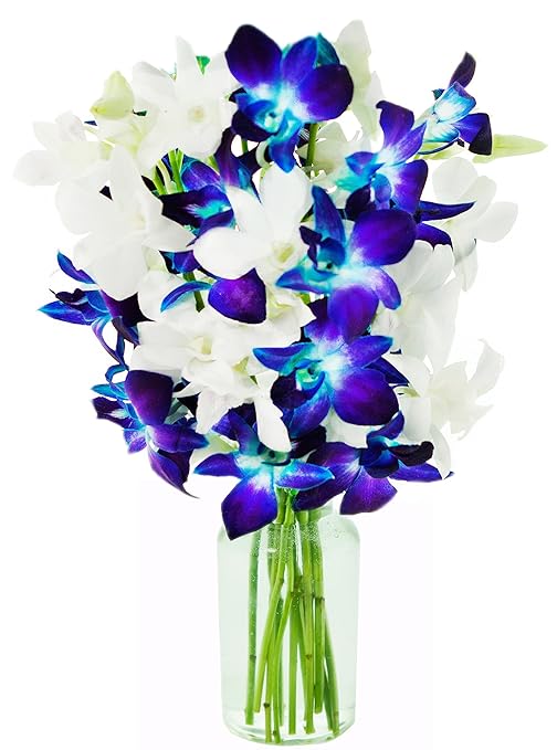 KaBloom Starry Night in the Tropics: Bouquet of 5 Blue Dendrobium Orchids & 5 White Dendrobium Orchids from ThailandÂ with Vase