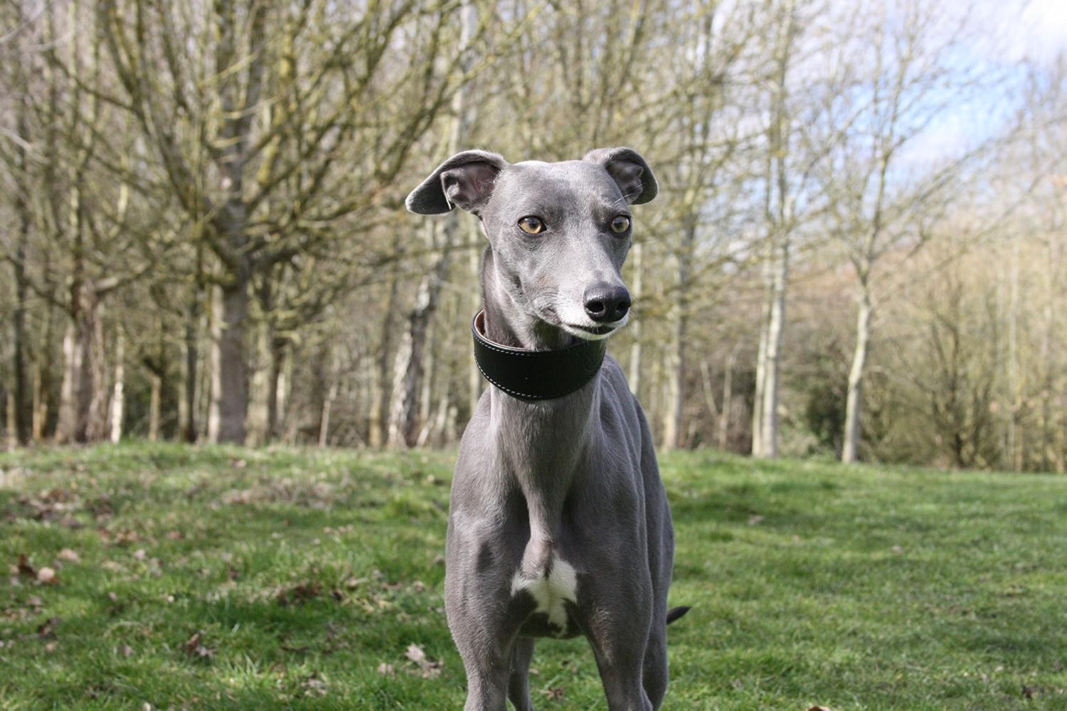 sighthound puppy