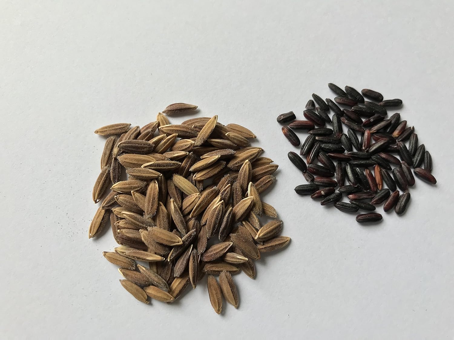 Seeds village Jasmine Paddy Seeds (100g) Amazon.in Garden & Outdoors