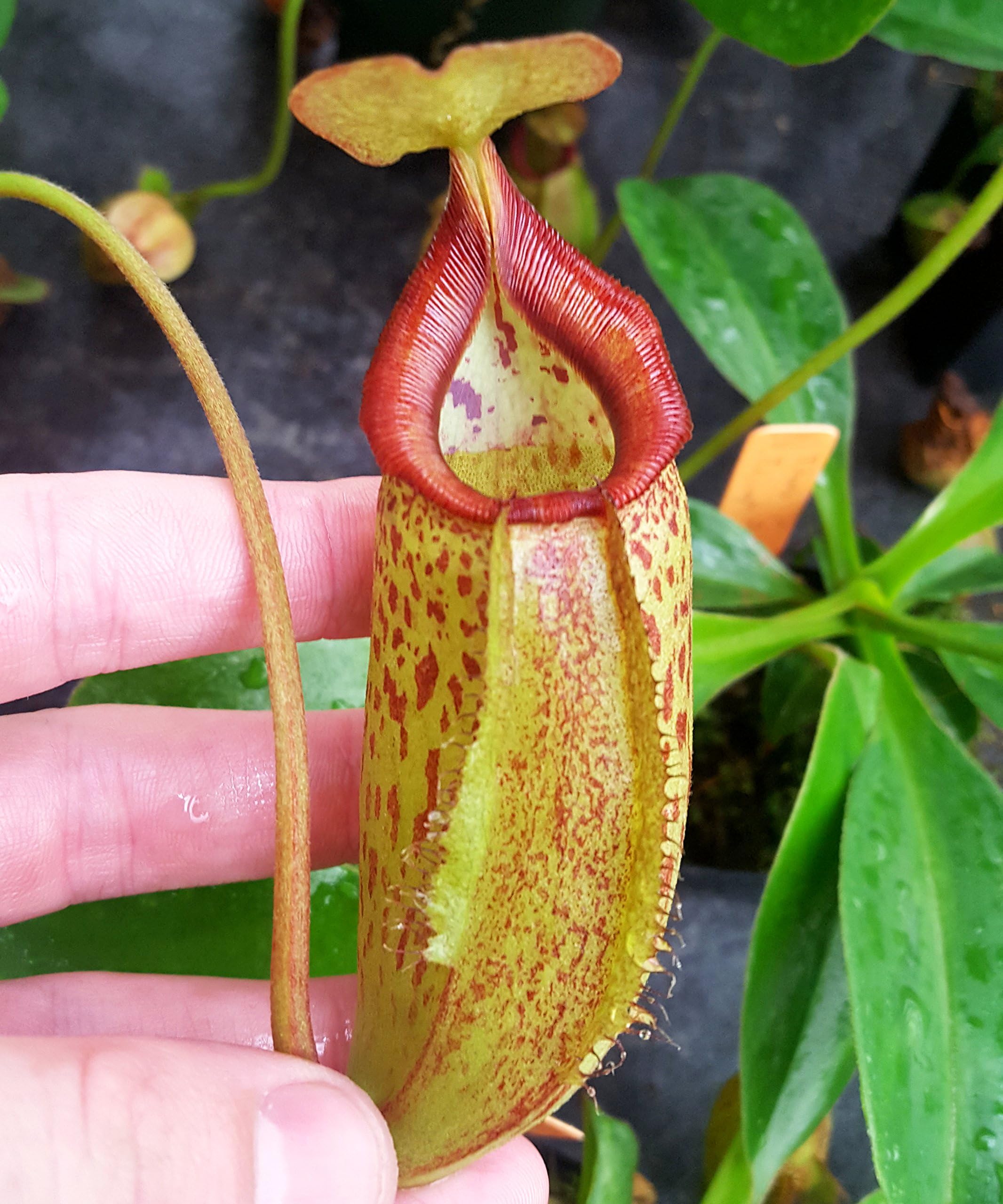 Nepenthes Titanic Triumph - exclusive carnivorous pitcher plant hybrid - lovely speckled pitchers