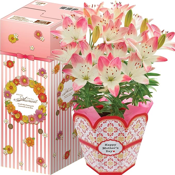 Amazon 花のギフト社 母の日 シュガーラブ 花鉢 鉢花 百合 鉢植え プレゼント フラワーギフト 5 5号鉢 観葉植物 オンライン通販