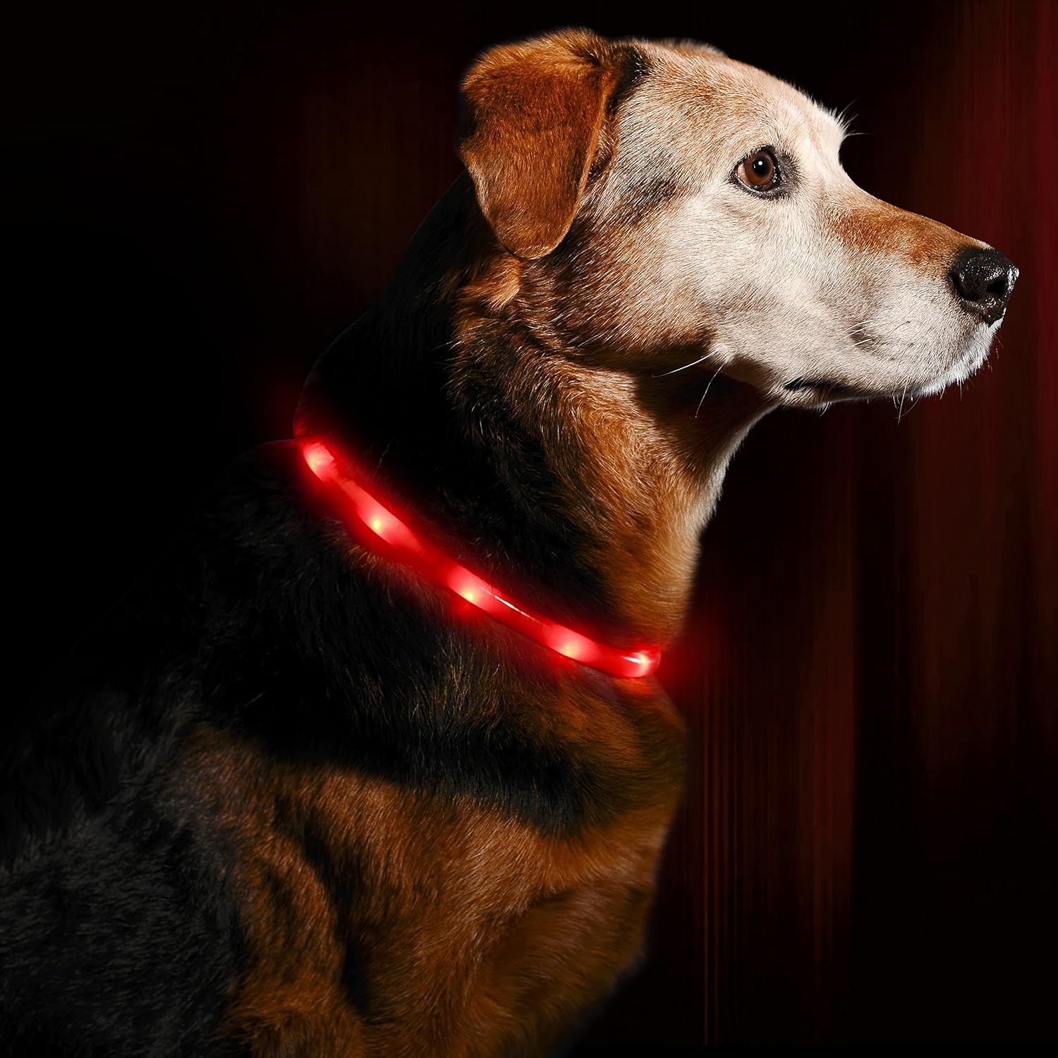 Led dog necklace Clearance