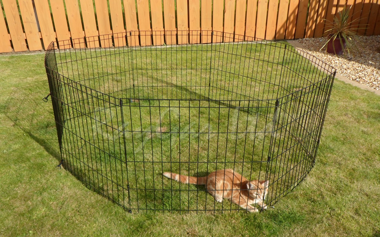 raygar dog pen
