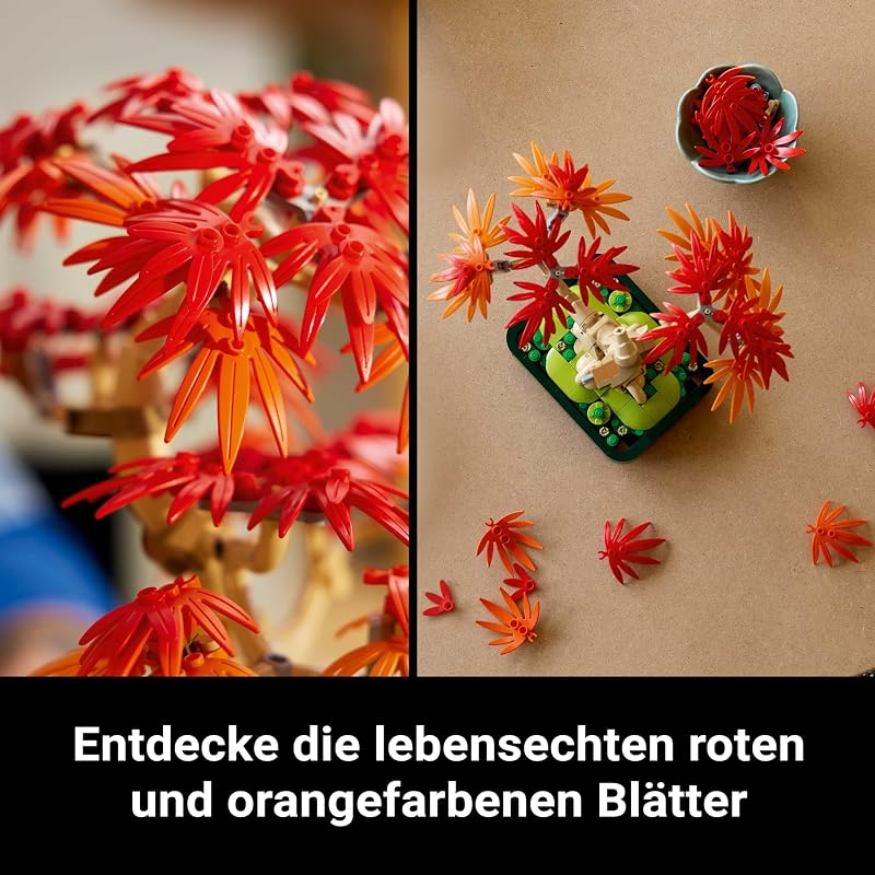 Botanicals Japanischer Roter Ahorn – Bonsai-Baum 10348