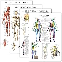 Palace Learning 4 Pack - Anatomical Poster Set - Laminated - Muscular, Skeletal, Spinal Nerves, Dermatomes - Anatomy Chart Se
