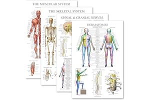 Palace Learning 4 Pack - Anatomical Poster Set - Laminated - Muscular, Skeletal, Spinal Nerves, Dermatomes - Anatomy Chart Se