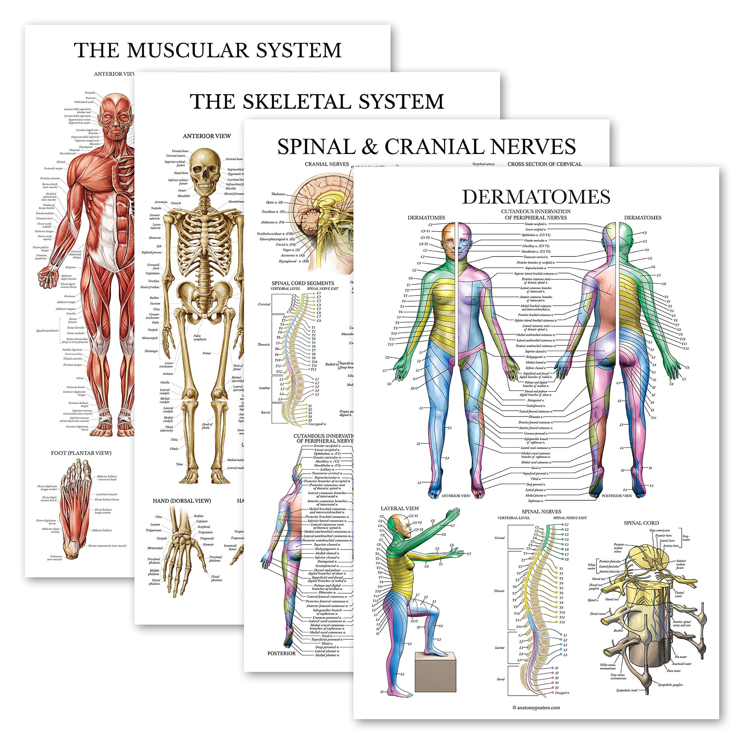 Palace Learning 4 Pack - Anatomical Poster Set - Laminated - Muscular, Skeletal, Spinal Nerves, Dermatomes - Anatomy Chart Set (LAMINATED, 18'' x 24'')