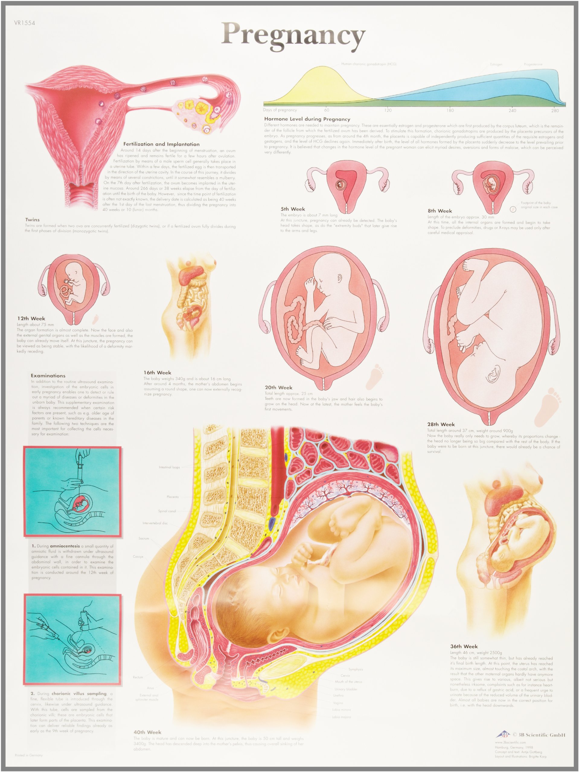 3B Scientific Human Anatomy - Pregnancy Chart, Paper Version