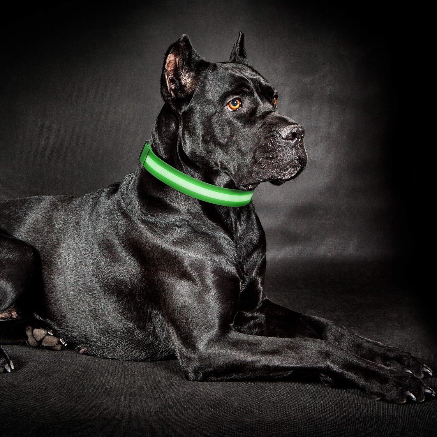led lighted dog collars