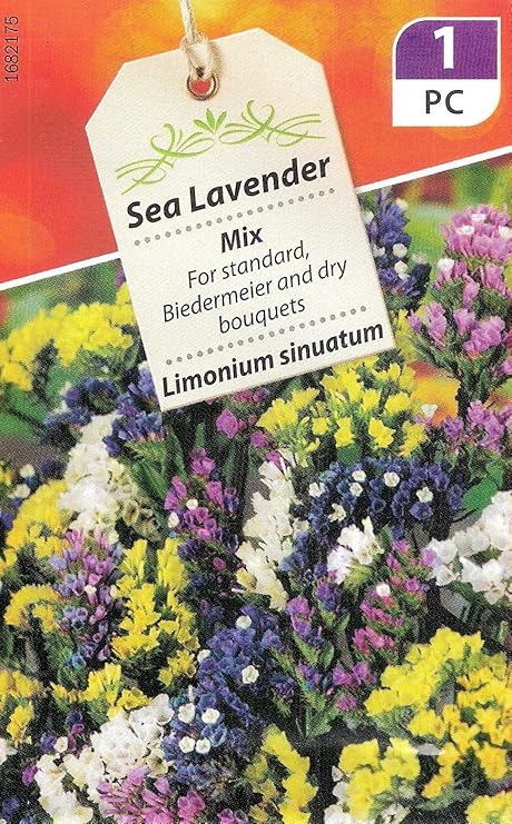2 Pks Sea Lavender Statice Mix 120 Flower Seeds For Standard Beds And Dry Bouquets Limonium Sinuatum 12 2022 Amazon Co Uk Garden Outdoors