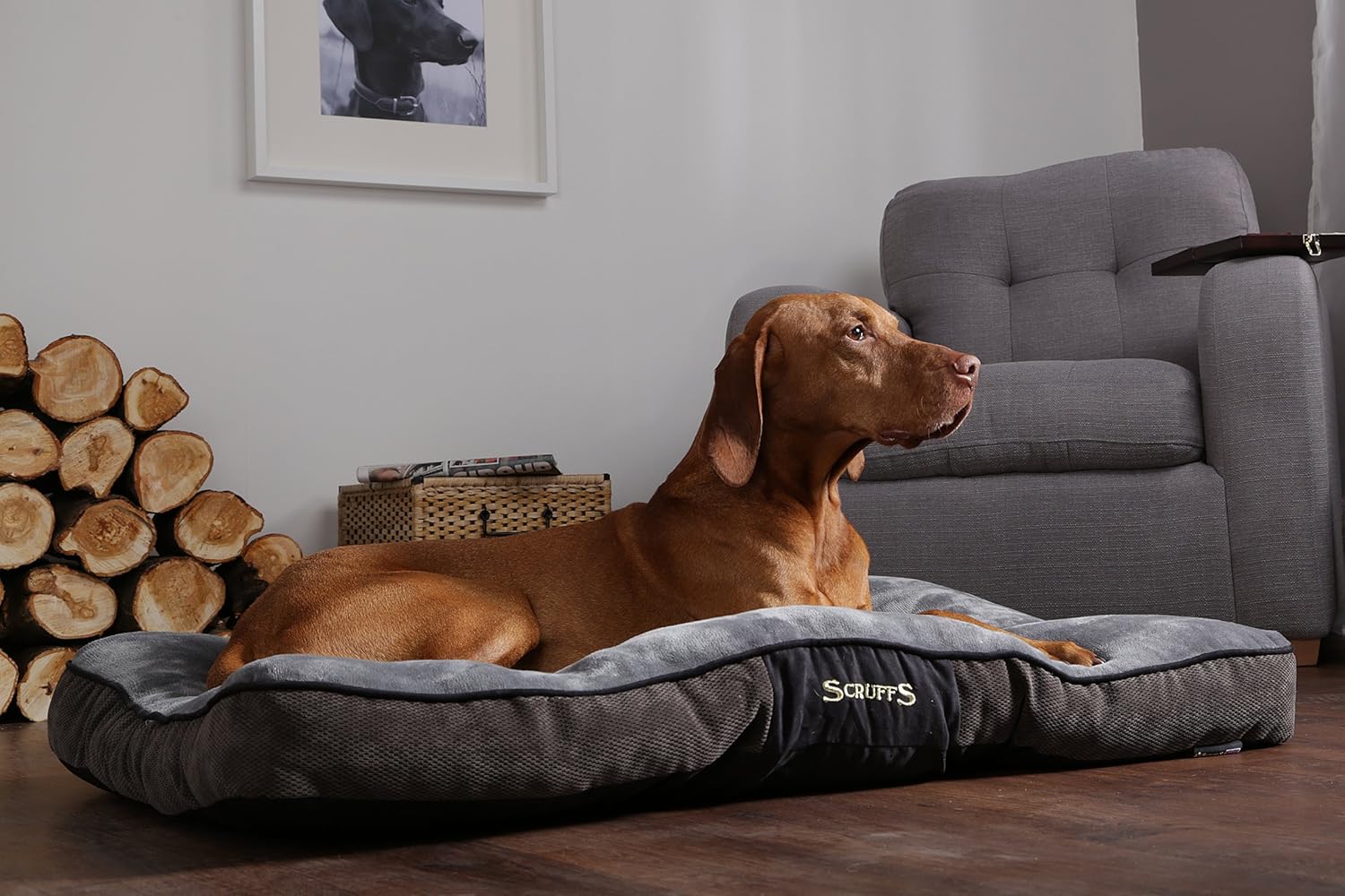 scruffs chester dog bed