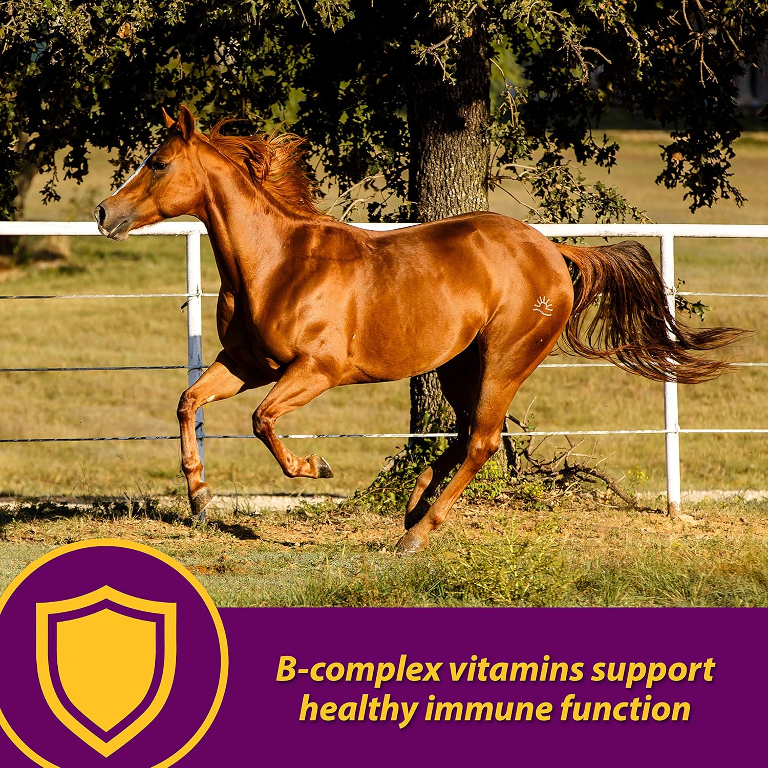 Horse Health Red Cell Iron-Rich Vitamin-Mineral Supplement, Industry Standard Vitamin-Mineral Liquid for Fueling Horses of All Ages, 1 gallon : Herbal Supplements : Pet Supplies