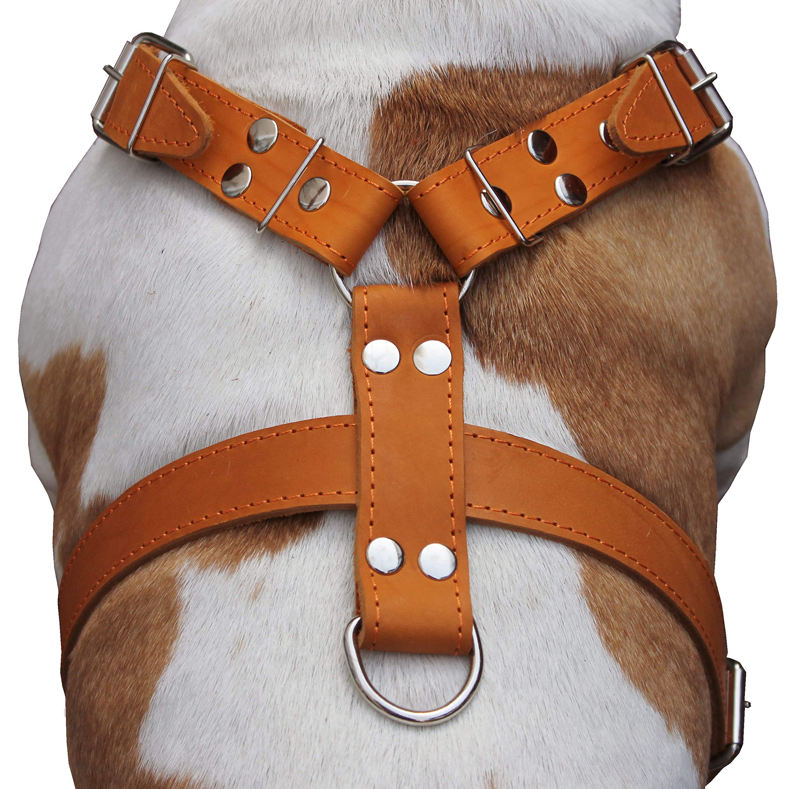 Tan Genuine Leather Dog Harness, Xlarge. 35"-39" Chest, 1.5" Wide Straps, Mastiff, Newfoundland