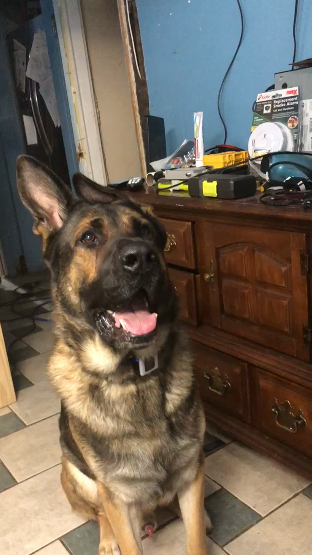 bark collar rural king