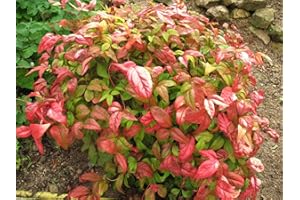 NEW LIFE NURSERY & GARDEN Firepower (Dwarf) Nandina Heavenly Bamboo - Live Plant - Trade Gallon Pot