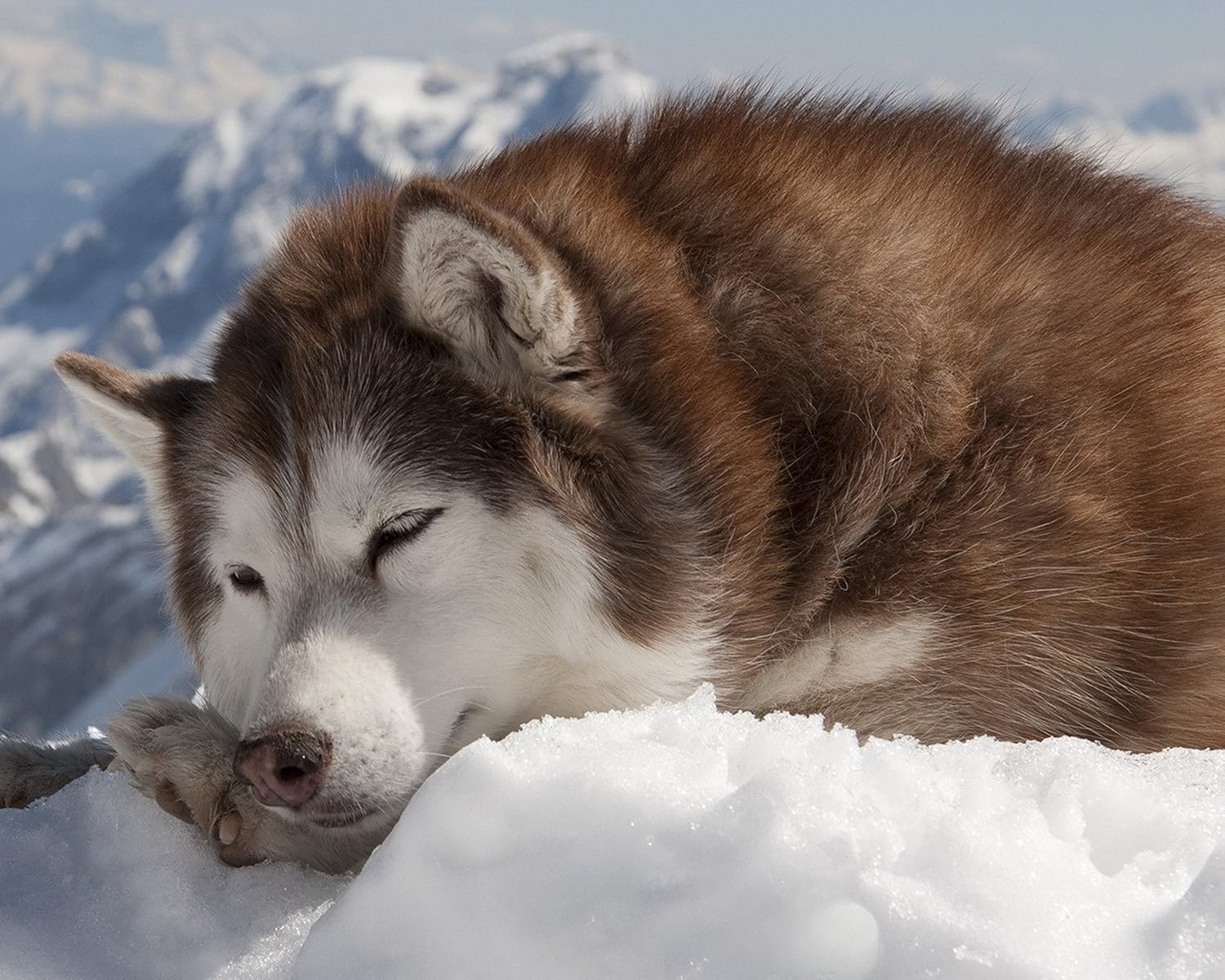 quality siberian husky