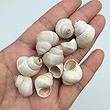 PEPPERLONELY Small Land Snail Sea Shells, 4 OZ