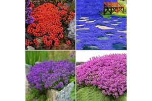 RIRIFUE 20000 Mix Color Creeping Thyme Seeds, Grass Alternative Ground Cover Plant Seed, Rare Magic Red Purple Thymus Carpet Seed for Planting, Non GMO Heirloom Long-Blooming for Garden Rock Road Lawns