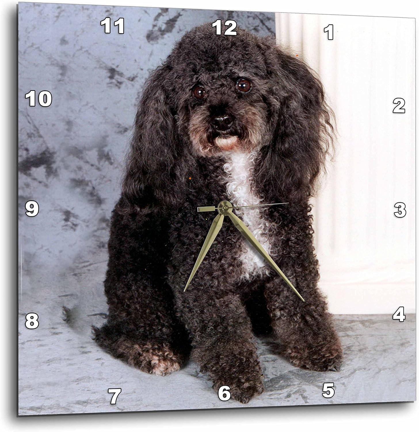 teacup poodle black and white