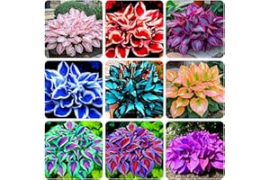 CARPET CREEPING 250+ USA Premium Seeds Rare Perennial Hosta Flower Seed for Planting Outdoors Garden Home Beauties